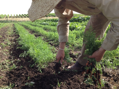 David shows how easy the carrots pull from the ground after lifting